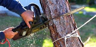 Best Tree Preservation Services  in Atasdero, CA