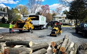 How Our Tree Care Process Works  in  Atascadero, CA