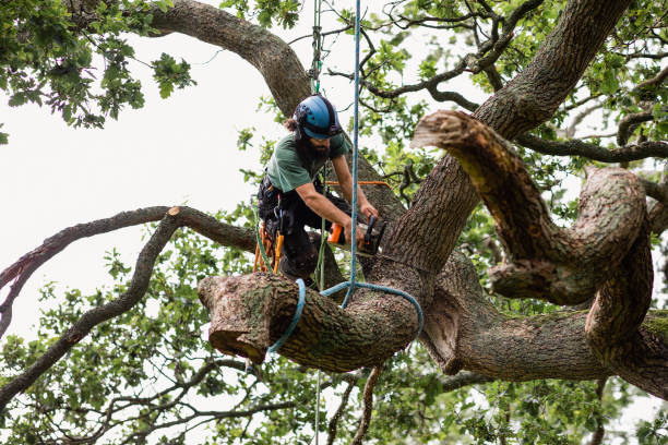 Best Hazardous Tree Removal  in Atasdero, CA