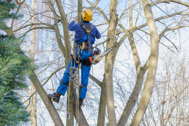 Best Leaf Removal  in Atasdero, CA