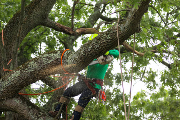 Best Tree Mulching  in Atasdero, CA