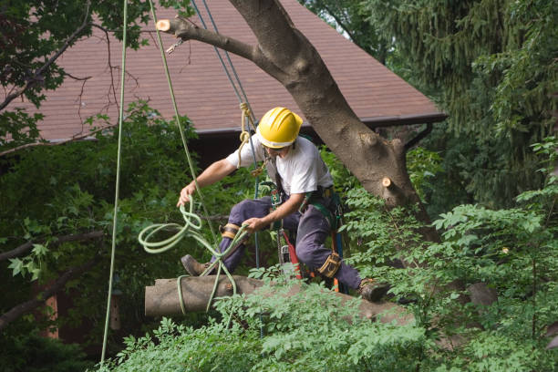 Best Tree and Shrub Care  in Atasdero, CA