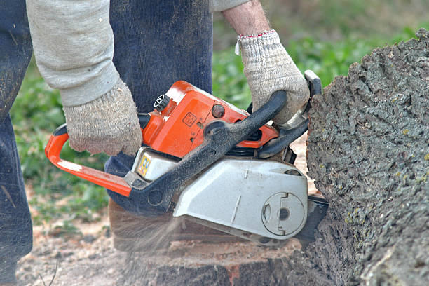 Best Emergency Tree Removal  in Atasdero, CA