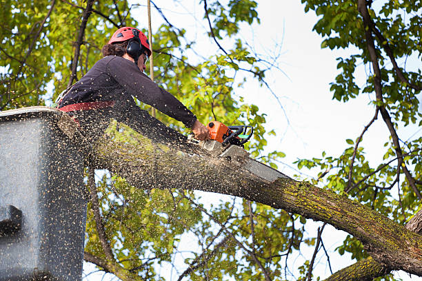  Atasdero, CA Tree Care Pros