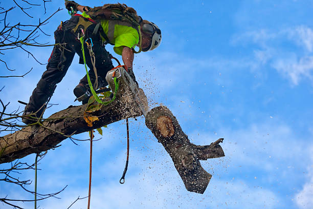 Best Tree Maintenance Programs  in Atasdero, CA