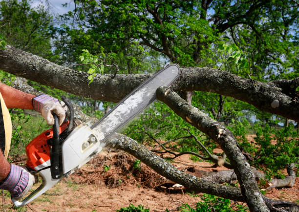 Reliable Atascadero, CA Tree Care Solutions