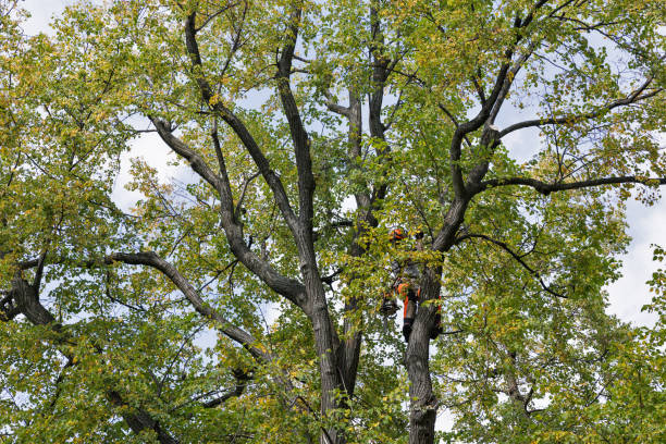 Best Arborist Consultation Services  in Atasdero, CA